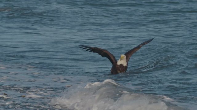 Eagle grabbing a fish in the ocean