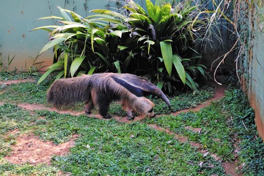 Tamandua
