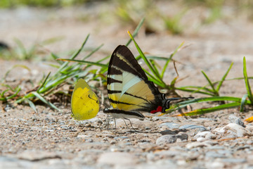 Beautiful Butterfly of Borneo , Closeup butterfly on flower ground , Butterfly of Borneo
