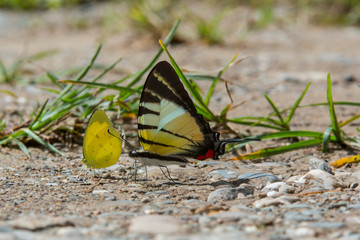 Fototapeta na wymiar Beautiful Butterfly of Borneo , Closeup butterfly on flower ground , Butterfly of Borneo