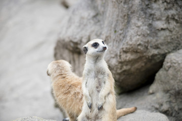 Fototapeta premium MEERKAT