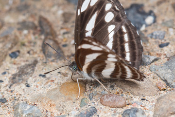 Beautiful Butterfly of Borneo , Closeup butterfly on flower ground , Butterfly of Borneo