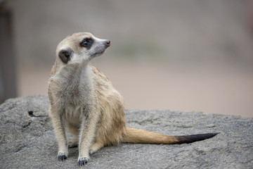 MEERKAT