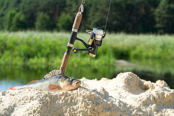 Fishing on spinning. The catch on the spinning rod on the river.