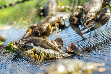 Tackle for lobster fishing. Place for your text.