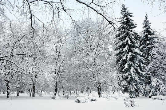 Scenic view of park after snowfall in winter