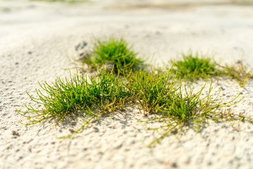 Green plant in the sandy desert. background