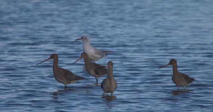 Black tailed godwits and black headed gull birds shallow water slow motion
