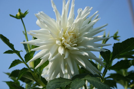 dahlia flower