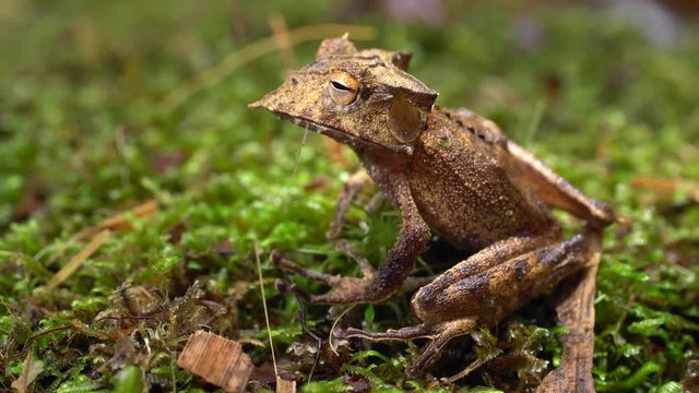 The extremely rare and endangered Ecuador Horned Treefrog (Hemiphractus bubalus). In its natural habitat beside a rainforest stream in the Cordillera del Condor, southern Ecuador.