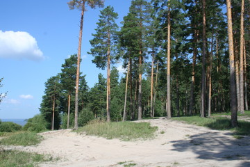 Obraz premium pines on the sand
