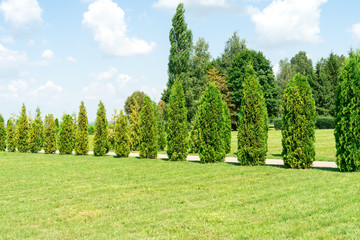 Thuja. Trees and shrubs grow in the Park.