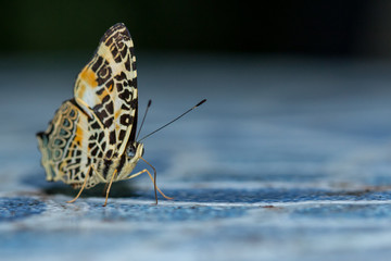 Beautiful Butterfly of Borneo , Closeup butterfly on flower ground , Butterfly of Borneo