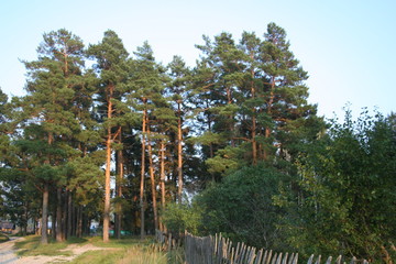 Fototapeta premium a forest lit by the sun