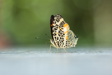 Beautiful Butterfly of Borneo , Closeup butterfly on flower ground , Butterfly of Borneo