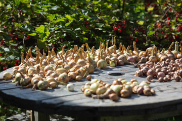 onion