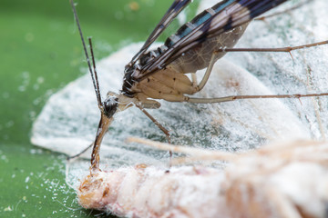 Scorpion Fly with prey  , Male Scorpion Fly