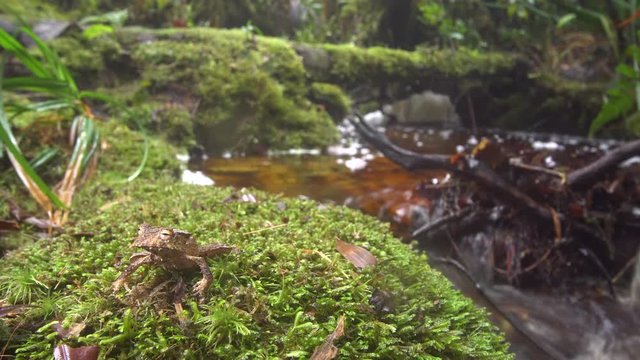 The extremely rare and endangered Ecuador Horned Treefrog (Hemiphractus bubalus). In its natural habitat beside a rainforest stream in the Cordillera del Condor, southern Ecuador.
