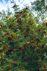 Rowan tree with ripe orange-red fruits
