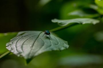 Rear view fly