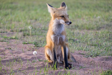 Beautiful and Friendly Red Fox Sitting on the Side of the Road