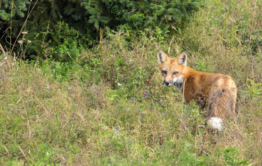 Red Fox Hunting in a Wooded Area