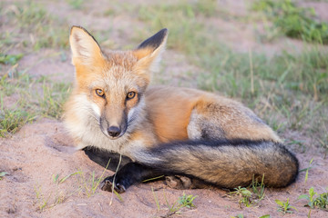 Beautiful and Friendly Red Fox Sitting on the Side of the Road