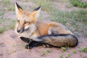 Beautiful and Friendly Red Fox Sitting on the Side of the Road