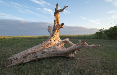 Big Piece of Driftwood in a Grassy Area All Lit Up by Sunset