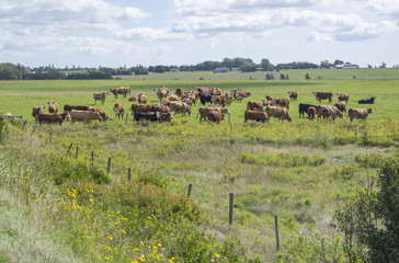 Cattle Grazing in the Field