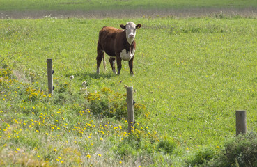 Cattle Grazing in the Field