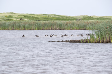 Flock of Canada Geese Resting in the Calm Marsh of Greenwich Prince Edward Island