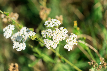 the picture of the plant yarrow . Place for your text.