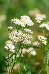 the picture of the plant yarrow . Place for your text.