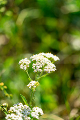 the picture of the plant yarrow . Place for your text.