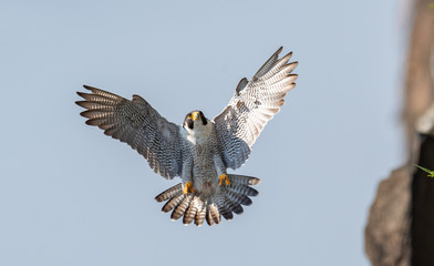 Peregrine Falcon 