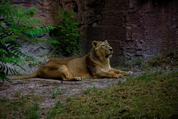 beautiful predatory and graceful lioness on vacation