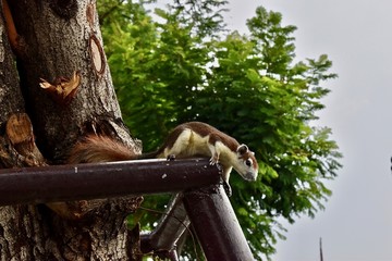 Squirrel in Bangkok (Thailand)