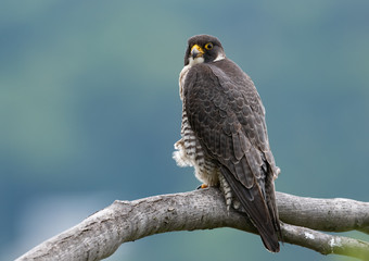 Peregrine Falcon 