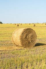 Bales of hay on the field. the hay harvest in the fall.