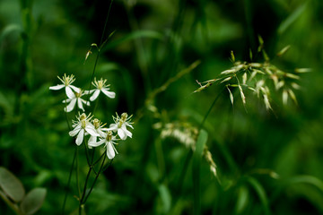 Stellaria