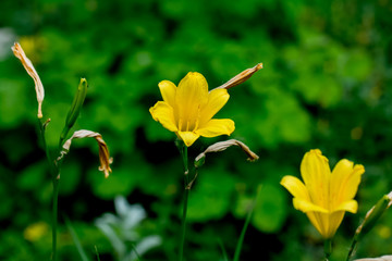 Hemerocallis minor