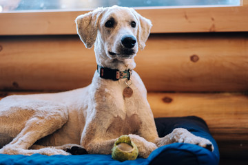 Dog Laying on a Bed with a Ball