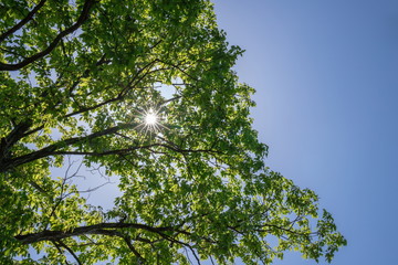 Fresh verdure and Sunlight ,Shikoku,Japan    background