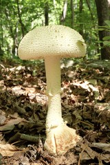 A profile view of a large Cokers Amanita mushroom in the forest at Yates Mill County Park in Raleigh North Carolina
