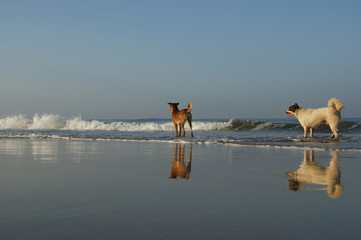 dogs on the beach. pooch dogs on the Arambol beach, Goa, India