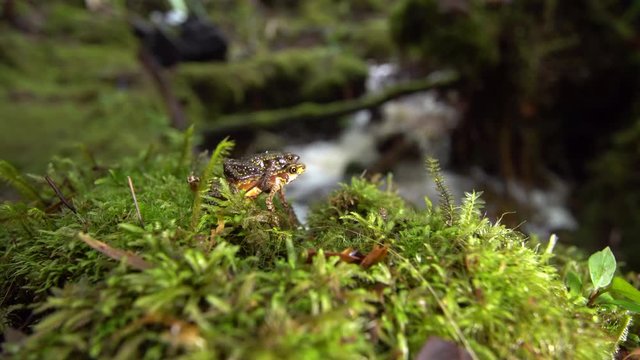 Pair of stubfoot toads (Atelopus sp.) in amplexus (mating). In its natural habitat, beside a stream in mossy humid montane rainforest in the Cordillera del Condor, southern Ecuador. 
