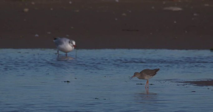 Redshank and gull feeding on wetland worms slow motion
