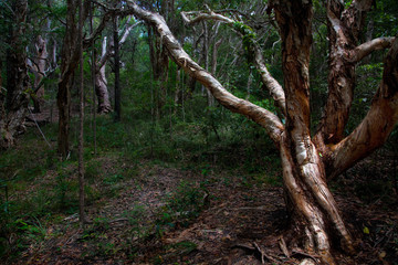 Noosa Heads Forest Australia 