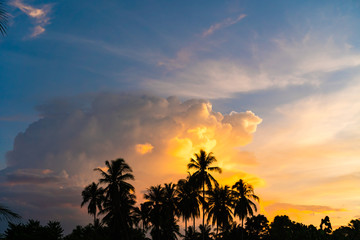 Tropical palm coconut trees on sunset sky nature background.